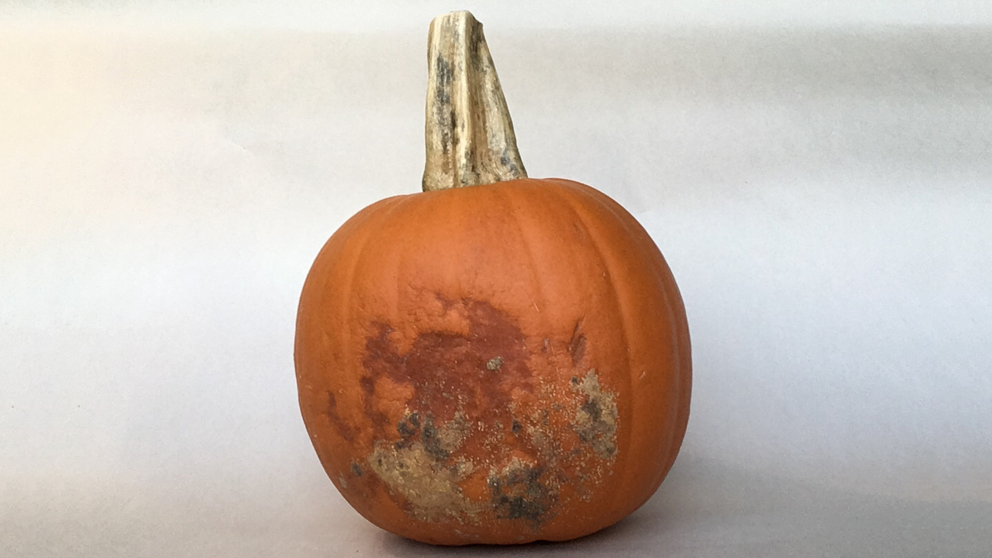 How long does it take for a pumpkin to start rotting?